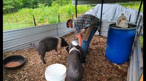 The cons of raising a pig in your backyard. Simple Pin Makes Back Yard Pigs Possible And Pleasurable Youtube