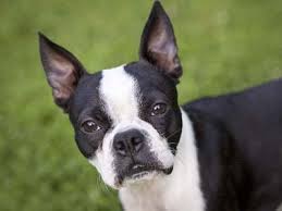 Anyone who owns a boston terrier of color and would like to have their dog properly color registered you may do so by contacting the akc special. Boston Terrier Price Temperament Life Span