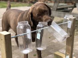 Tento a ďalšie piny nájdete na nástenke.dogs care tips. Wie Spielt Man Mit Dem Hund Zu Hause Lustige Spielideen Fera24 De