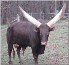 51 Bulls Cows Ideas Bull Cow Cow Animals