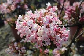 In primavera infatti produce tantissimi fiori bianchi profumatissimi che in inverno lasciano spazio a una cascata di bacche rosse che hanno alle spalle anche una deliziosa leggenda: Viburno Scopri Come Sceglierlo Blog Del Garden Center Il Germoglio Il Germoglio