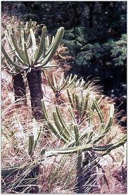 Image result for Cynanchum mulanjense