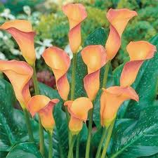 G., zantedeschia aethiopica, growing to 1.2m tall, while zantedeschia rehmannii does not exceed 60 cm in height, growing in clumps or clusters. Hybrid Calla Lily Apricot Lady Calla Lily Beautiful Flowers Pictures Lily Garden
