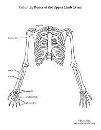 Maybe you would like to learn more about one of these? Upper Limb Of The Skeleton Coloring Page