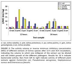 Image result for Ochna pretoriensis