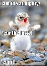 10 Cute Animal Pictures You Need To See Which Makes You Smile Happily Cuethat Cute Animals With Funny Captions Animal Humour Funny Animal Jokes