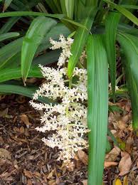 Image result for Cordyline stricta