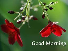 Download hd good morning photos for free on unsplash. Good Morning Wishes With Flowers Pictures Images Page 5