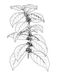 Image result for Coffea canephora