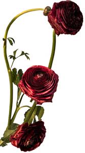 Jeanette Gonzalez and Aaron Hughes' Wedding Website