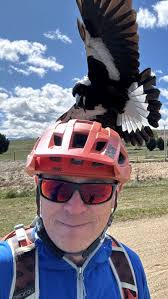 MARAUDING MAGPIES!... It's that time of year again