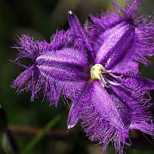 Purple Fringe Lily Mt Cannibal Gippsland Victoria By Bev Pascoe Flower Essences Australian Flowers Violet Flower