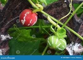 Image result for Diplocyclos