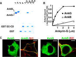 Which organelles are labeled g. Ankyrin G Is A Molecular Partner Of E Cadherin In Epithelial Cells And Early Embryos Journal Of Biological Chemistry