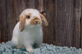 Ohio Holland Lops For Sale At Hook S Hollands In Northern Ohio Cute Bunny Pictures Cute Baby Bunnies Dwarf Bunnies