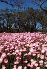 Flowers in season in may australia. The Incredible Wildflowers Of Western Australia West Australian Explorer