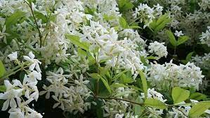 However, if your confederate jasmine is confined to a small space with other, smaller plants nearby, it can overstep its bounds. How To Grow Star Jasmine