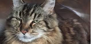 Cet incroyable engouement entraîne le développement d'un marché particulièrement lucratif dans lequel des espèces rarissimes peuvent être vendues des milliers d'euros, pour le simple bonheur des aficionados. 26 Ans Pour Corduroy Le Plus Vieux Chat Vivant Au Monde Sciences Et Avenir