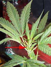 We did not find results for: 3 5 7 9 Finger Leaves General Talk Opengrow