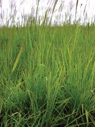 Image result for Anthephora pubescens