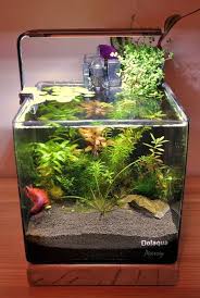 Planted Hob Thread Fish Plants Aquarium Fish Aquarium Fish Tank