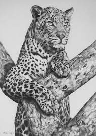 Pin On Warren Cary Wildlife Artist