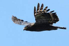 Ciri Khas Burung Elang Ular Bido Dan Daerah Persebarannya Burung Elang Elang Burung