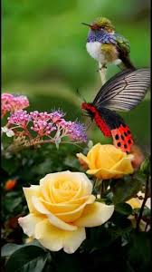 Beautiful Birds And Flowers Wallpaper Https Www Facebook Com Alasdefantasia Photos A 2006632889449711 1978878435558490 Type 3 T Beautiful Butterfly Pictures Beautiful Birds Beautiful Butterflies