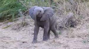 A8nvcv8 Gif 350 194 Baby Animals Animal Gifs Baby Elephant
