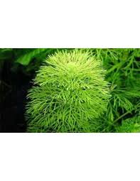 Image result for Limnophila indica