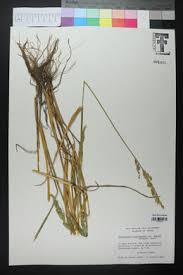 Image result for Echinochloa crus-pavonis