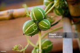 Image result for Diplocyclos