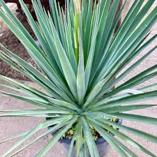 Image result for Yucca gloriosa