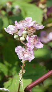 Avoid growing blackberry bushes on the same site where you've grown tomatoes, peppers, potatoes or eggplants in recent years to minimize transmitted diseases. Pink Flowers Flower Blossom Blackberry Free Image From Needpix Com