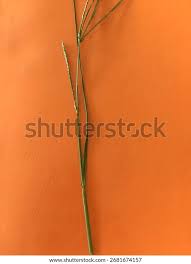 Image result for Paspalum scrobiculatum