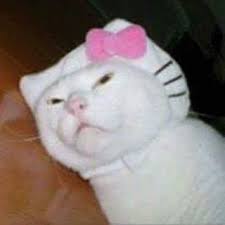 Hello Kitty Gatos Raros Meme Gato Gatos Bonitos