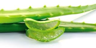 Hasil gambar untuk lidah buaya