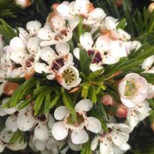 Chamelaucium Flower Girl Best Flower Wallpaper
