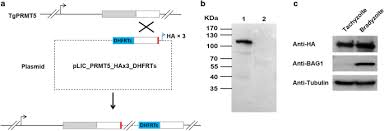 Telah menyaksikan keruntuhan kerajaan najib dan kak ros. Characterization Of Protein Arginine Methyltransferase Of Tgprmt5 In Toxoplasma Gondii Springerlink