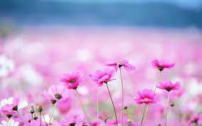 Hd wallpapers & desktop backgrounds. Floral Desktop Backgrounds Wallpaper Cave