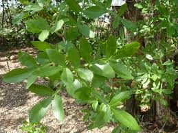 Image result for Schrebera