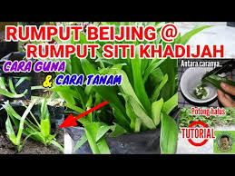 #rumputbeijing #rumputsitikhadijah #rumput chinavideo tentang cara minum dan cara menanam rumput beijing@siti khadijah yang mempunyai banyak khasiat. 6 12 Mb Rumput Beijing Siti Khadijah Download Lagu Mp3 Gratis Mp3 Dragon