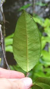 Image result for Malouetia