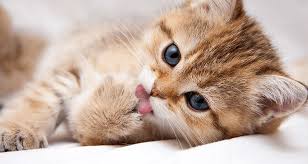 If it happens after a meal, it could mean problems with their larynx or esophagus. Common Causes Of Coughing In Cats Trudell Animal Health