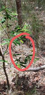 Light snake is a remake of the classic snake if you're a game developer and see your game (hacked game) on this site and you would like it to be. Spot The Venomous Snake Hiding In This Pic It S Very Tough