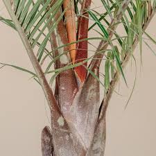 Image result for Dypsis decaryi