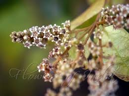 Image result for Combretum
