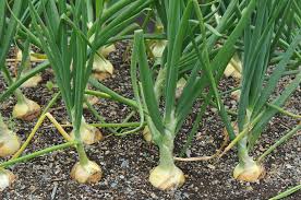 What to do with onions from the garden. How Long Do Onions Take To Grow Garden Eco