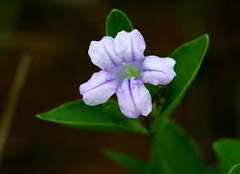 Image result for Ruellia cordata