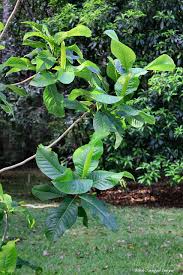 Image result for Triplaris americana